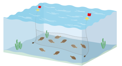 底びき網で漁獲