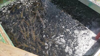 小呂島底定置（イサキ）.jpg