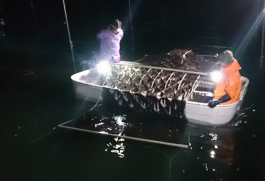 写真① ノリ摘みの様子。