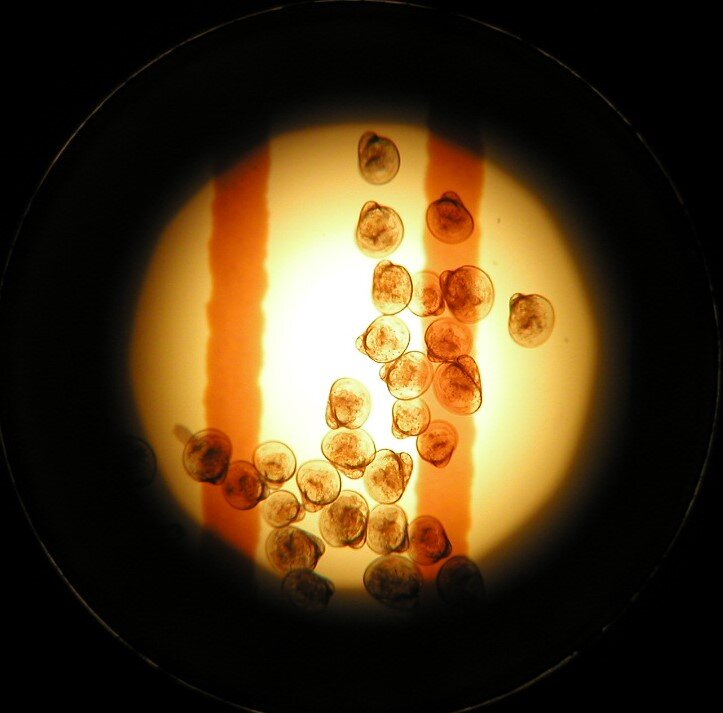 カキ幼生顕微鏡写真.JPG