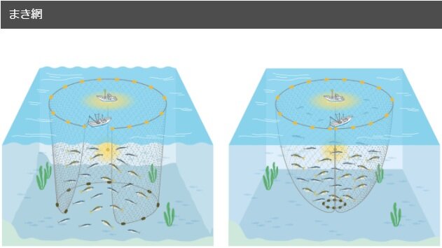 まき網漁業のイメージ図